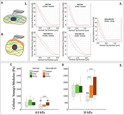 Impact of ionizing radiation on cell-ECM mechanical crosstalk in breast cancer